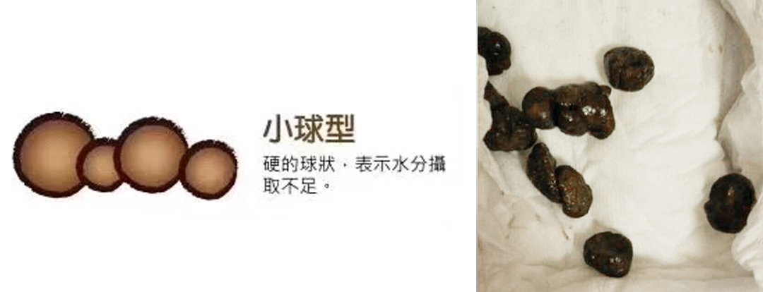 小狗身体健康图片_小狗的身体健康_小狗身体健康的表现