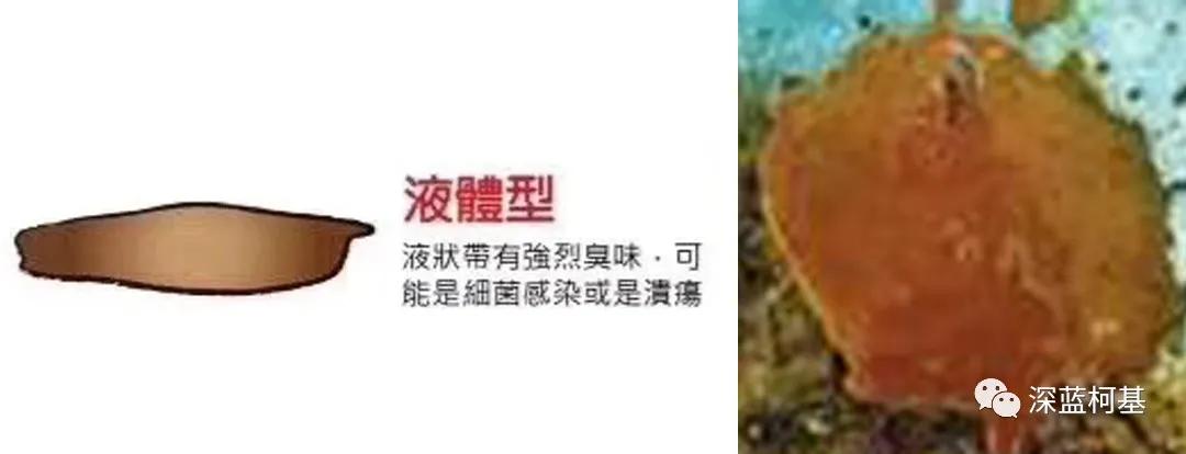 小狗身体健康图片_小狗身体健康的表现_小狗的身体健康