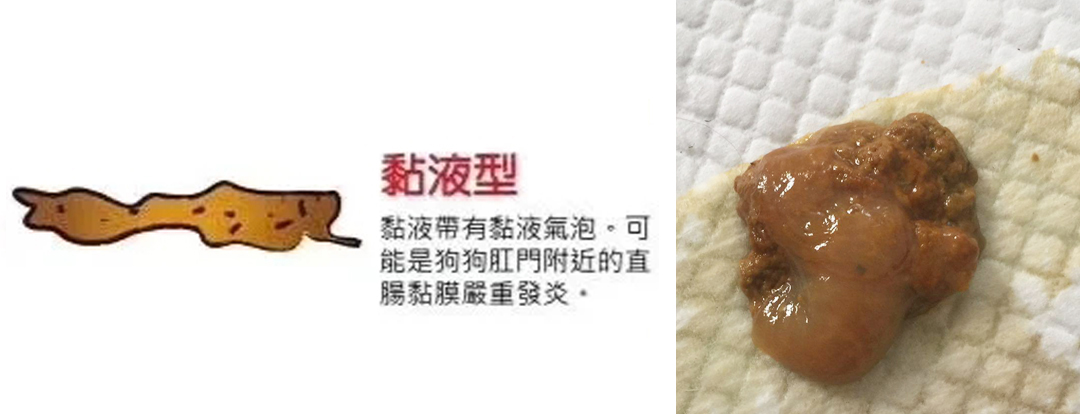 小狗身体健康的表现_小狗的身体健康_小狗身体健康图片